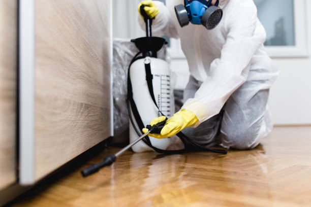 Best Termite Control Services  in Shamrock, TX