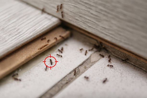 Reliable Shamrock, TX Pest Control Solutions