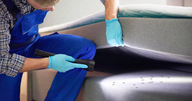 Best Mosquito Control Services  in Shamrock, TX