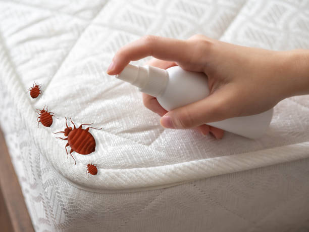 Best Affordable Pest Control Services  in Shamrock, TX
