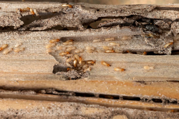 Best Rodent Control Near Me  in Shamrock, TX