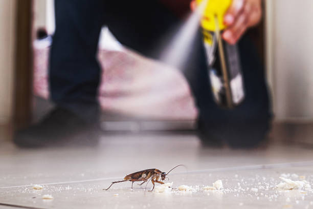 Best Bed Bug Extermination  in Shamrock, TX
