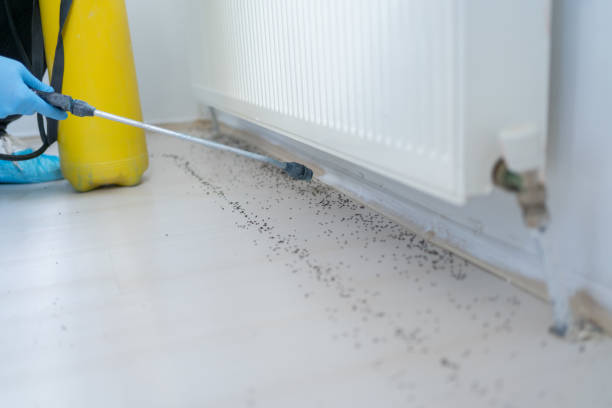 Best Pest Control Near Me  in Shamrock, TX