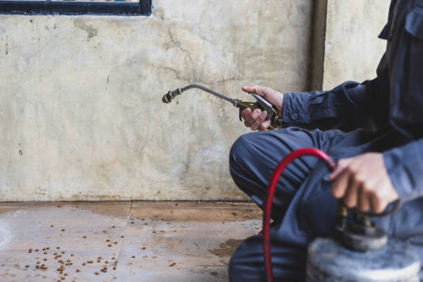 Wasp Removal Services in Shamrock, TX